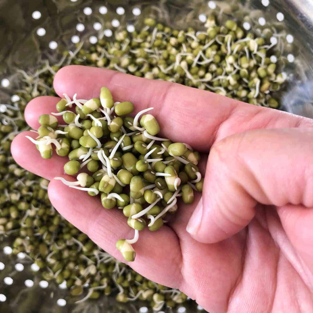 Mung beans with small sprouts on day 2.
