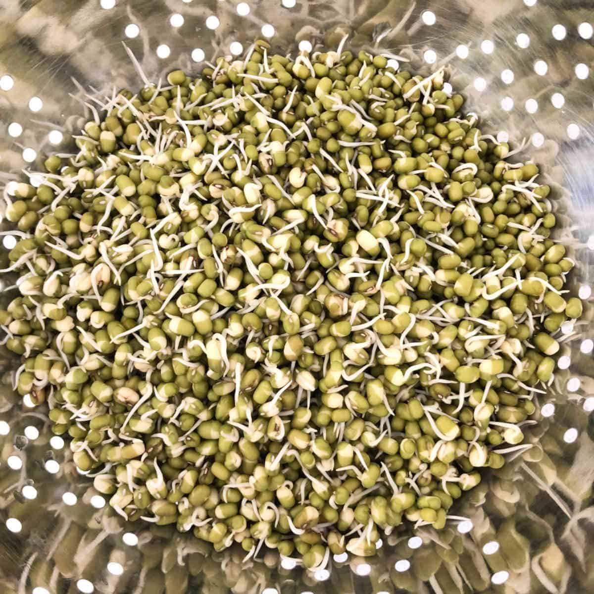 Sprouted mung beans in a colander.