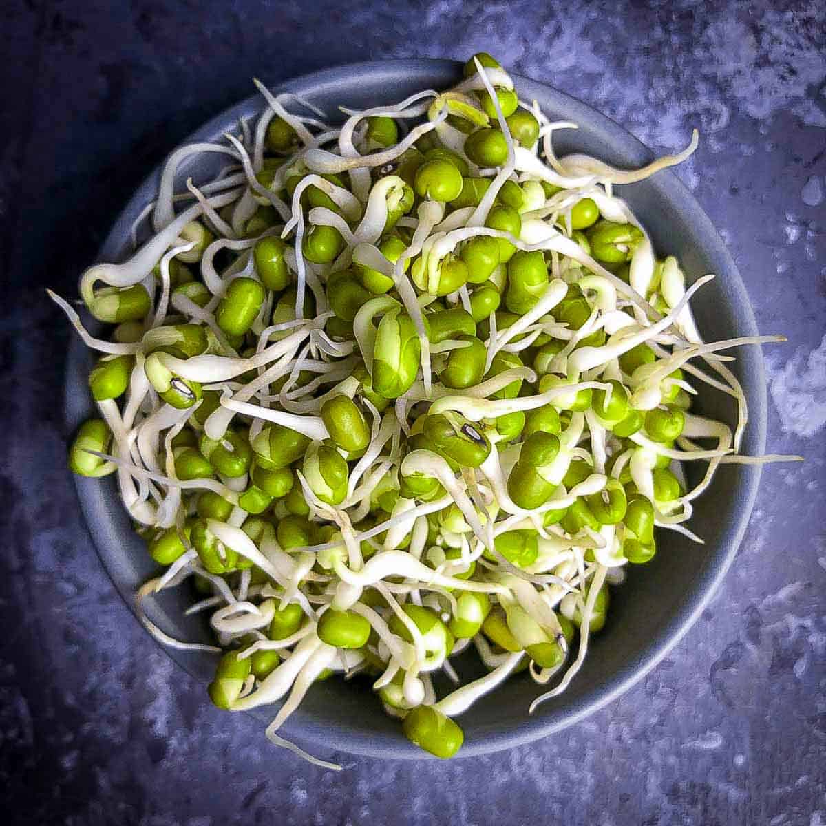 Mung bean sprouts in a grey bowl.