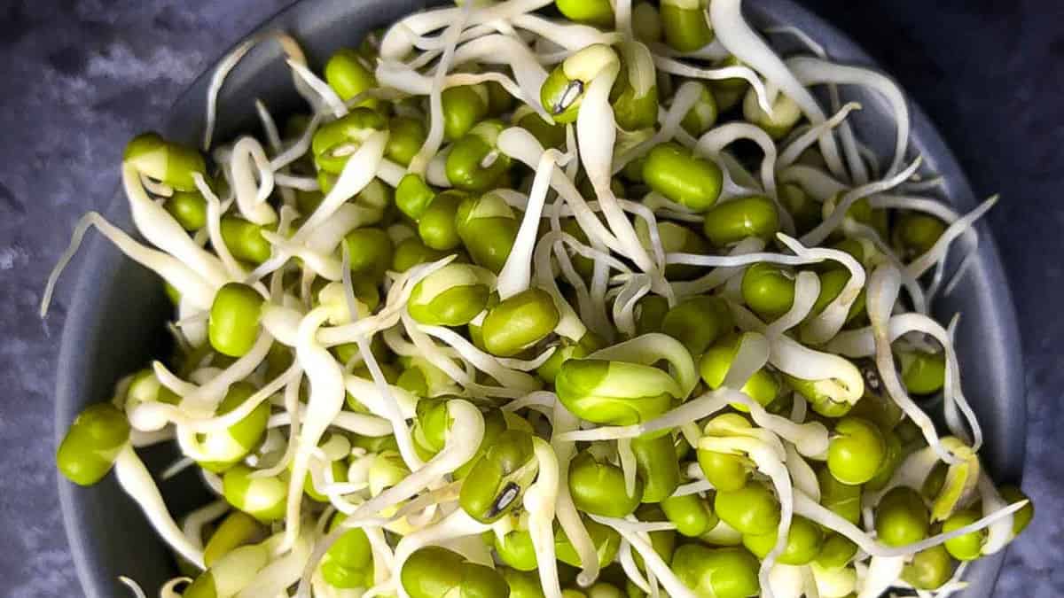 Mung bean sprouts in a grey bowl.