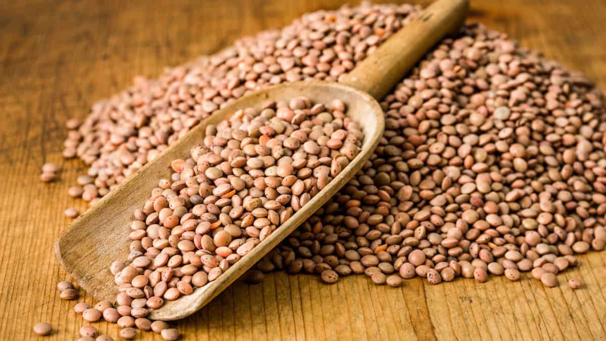 Brown lentils on a wooden handle.