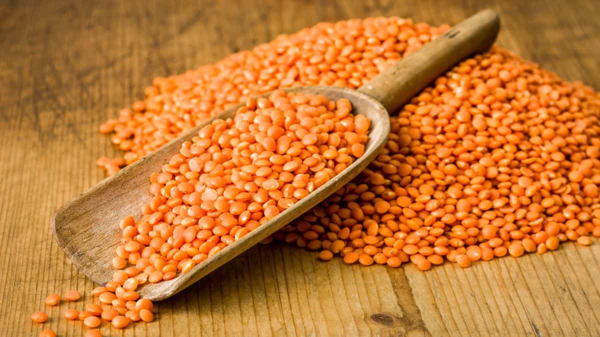 Red lentils on a wooden handle.