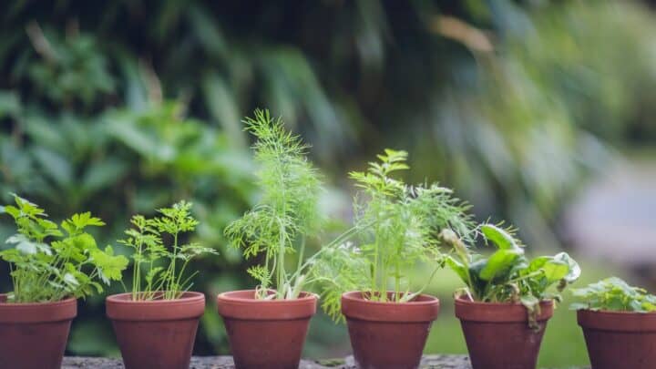 Herbs grown in pots.