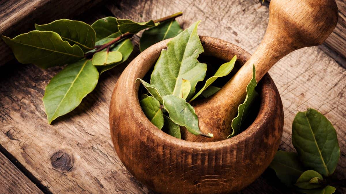 Bay leaves in a mortar and pestle.