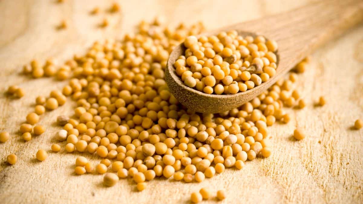 Yellow mustard seeds on a wooden spoon.