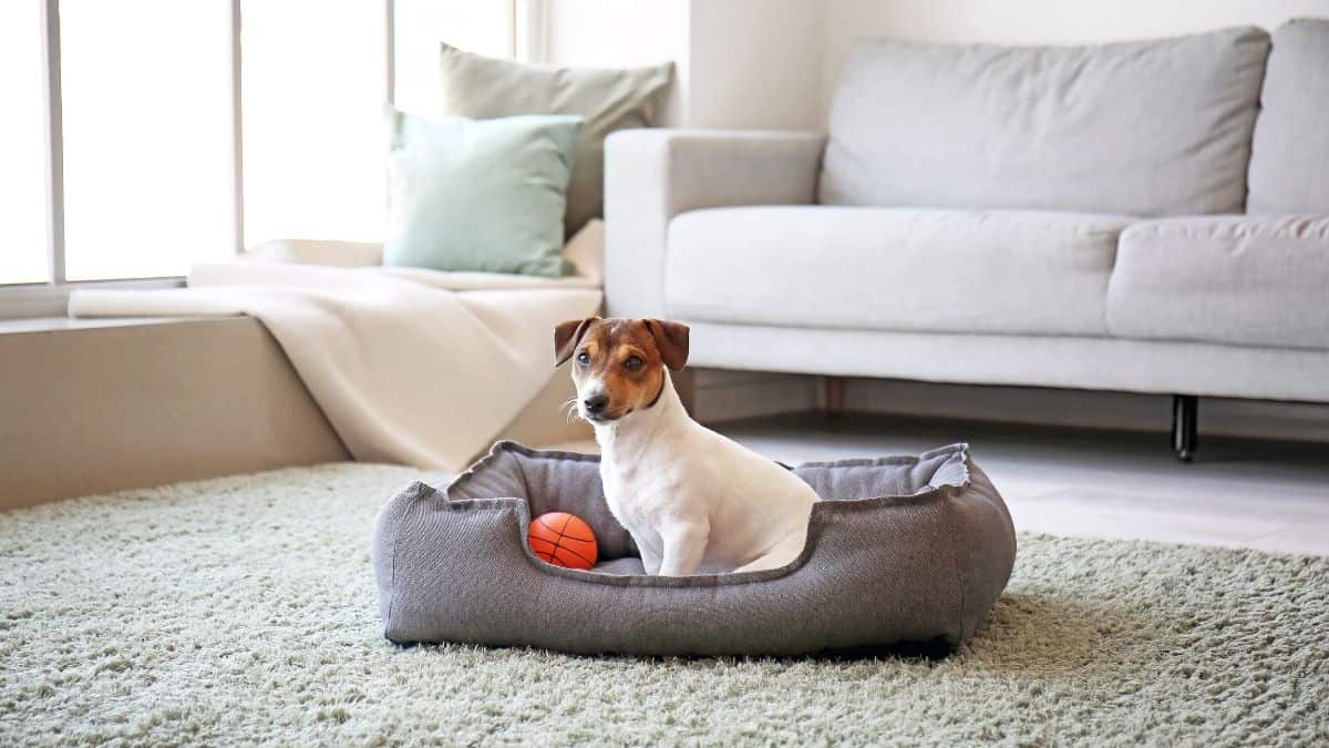 A dog sitting on pet bed.