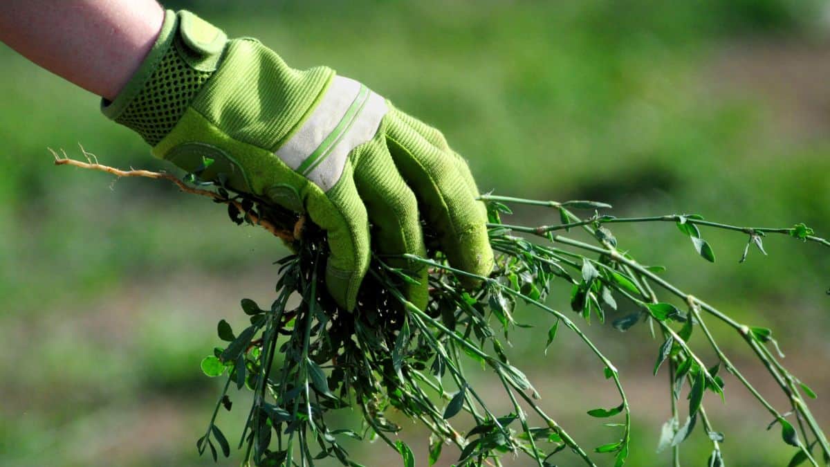 Man pulling weeds from garden.