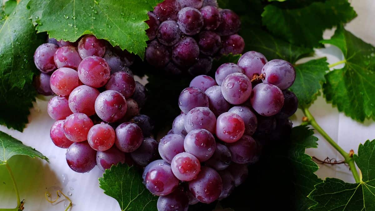 Grapes on a white surface.