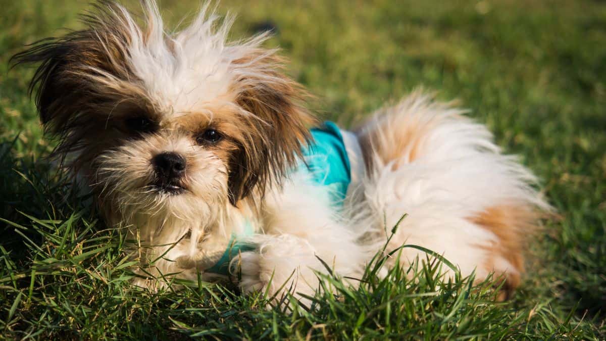 Furry dog sitting on grass.