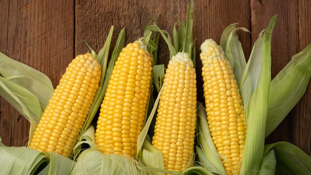 Corn on the cobs on a wooden board.