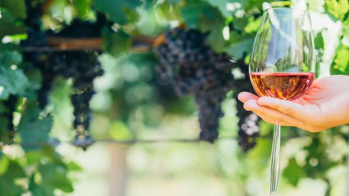 Wine glass with vineyard in the background.