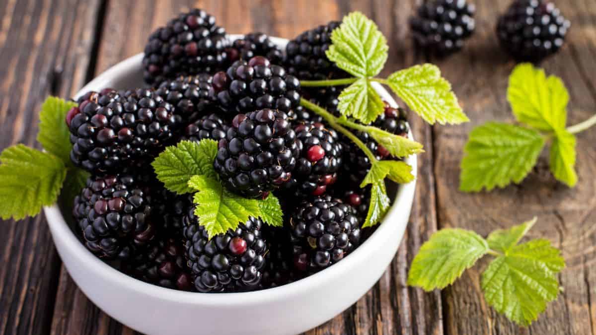 Blackberries in a white bowl.