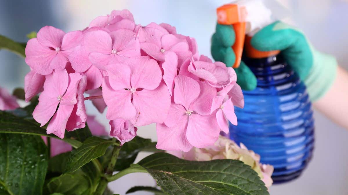 Person misting flowers.