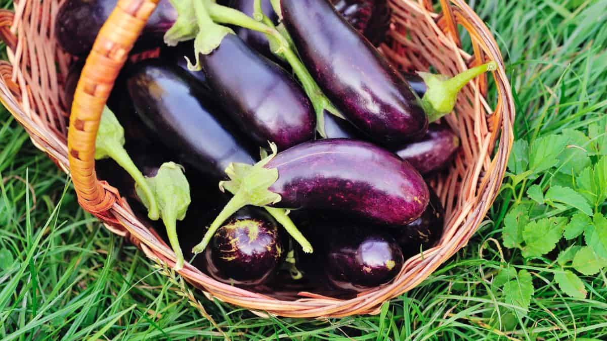 Eggplants in a basket.