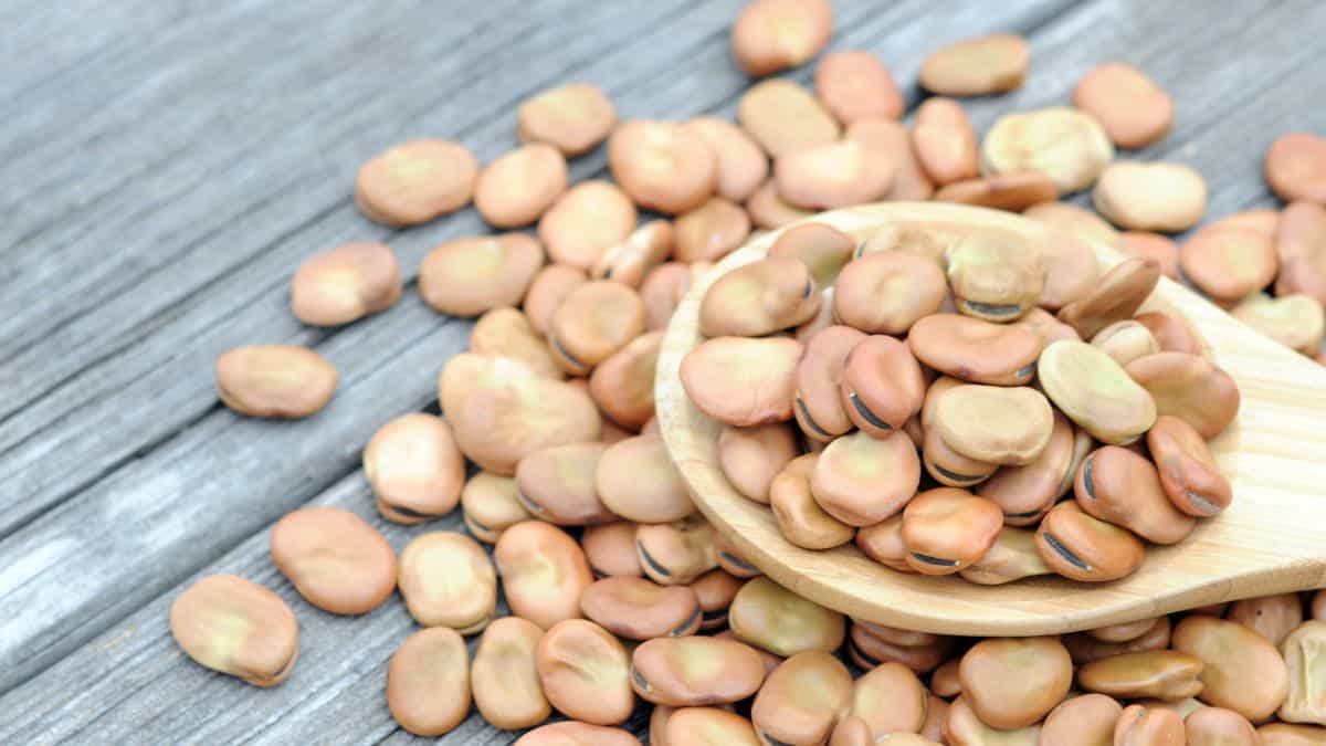 Fava beans on a grey board with a spoon.