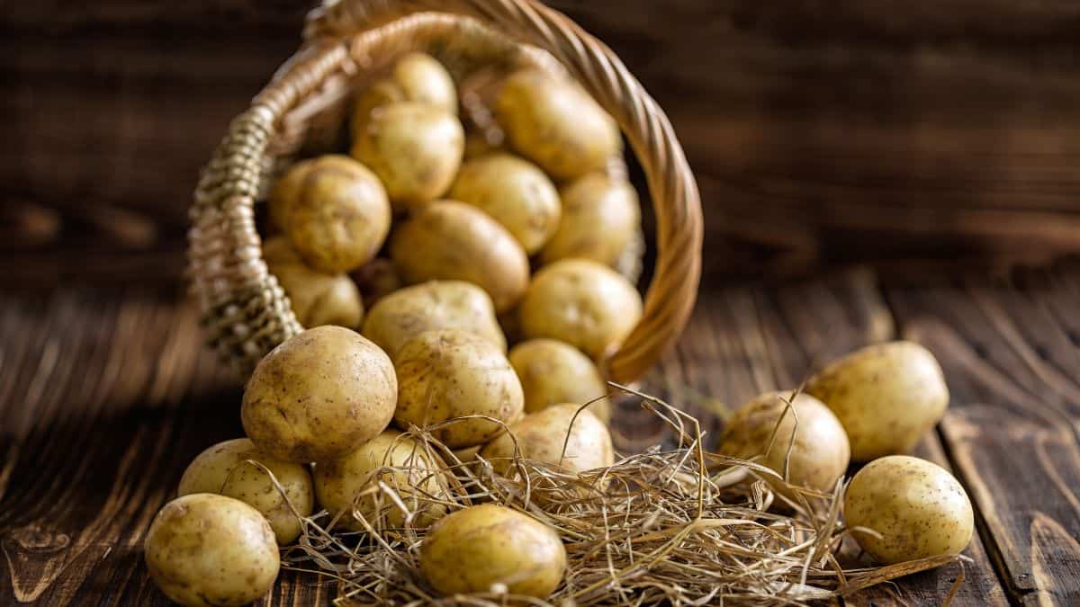 Potatoes in a basket.