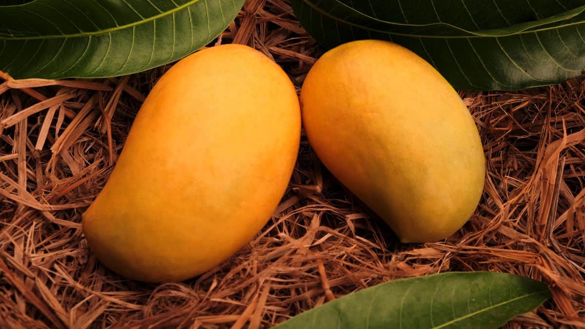 Mangoes placed on a bed of hay.