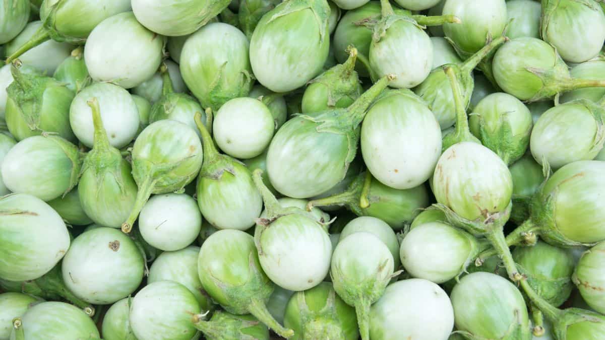 Close up of Thai eggplants.