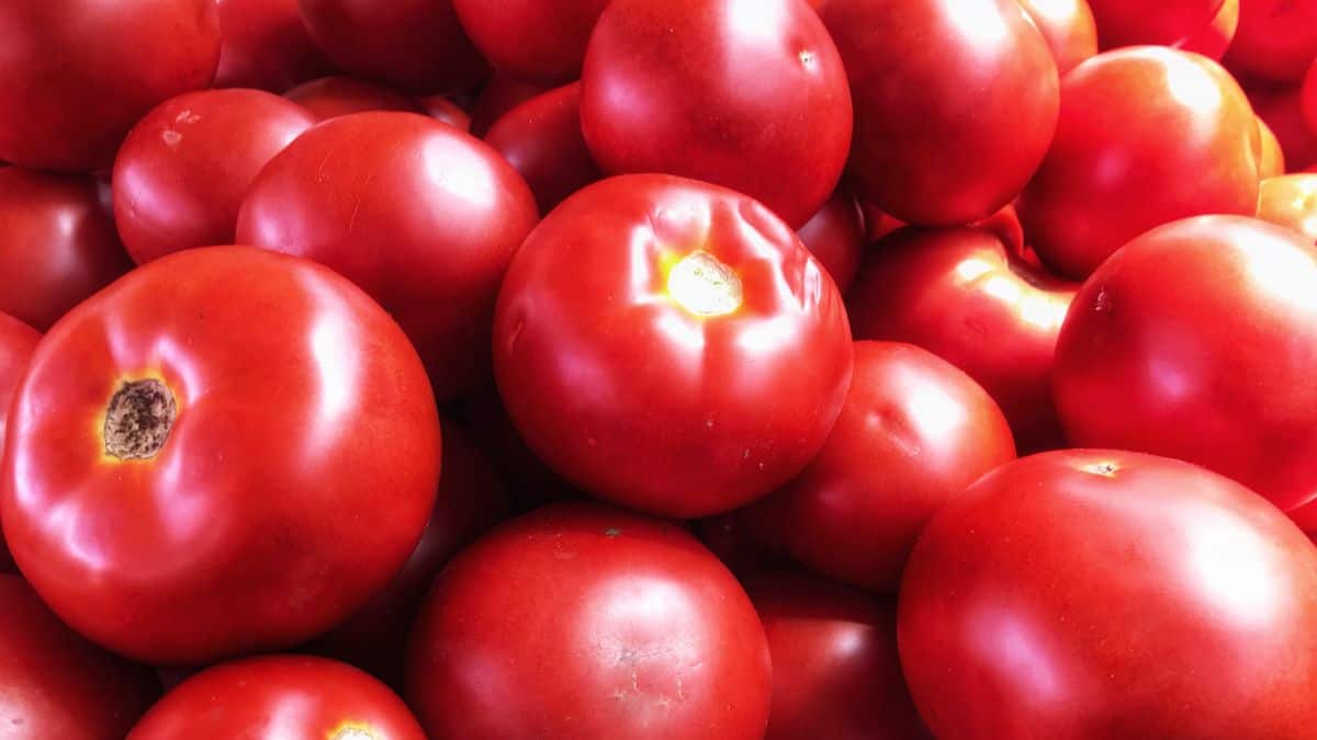 Closeup of early girl tomatoes.