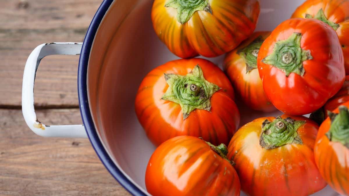 Turkish orange eggplants in a bowl.