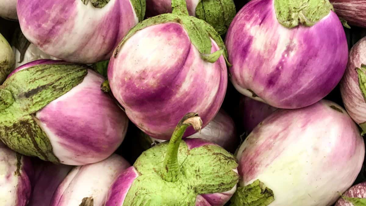 Close up of rosa bianca variety of eggplant.