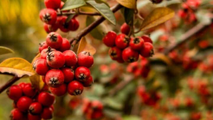 Eastern hawthorn on the plant.