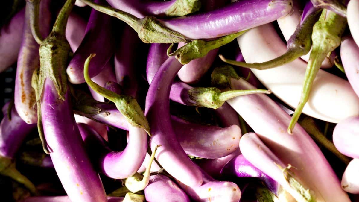 Close up of ping tung eggplant.