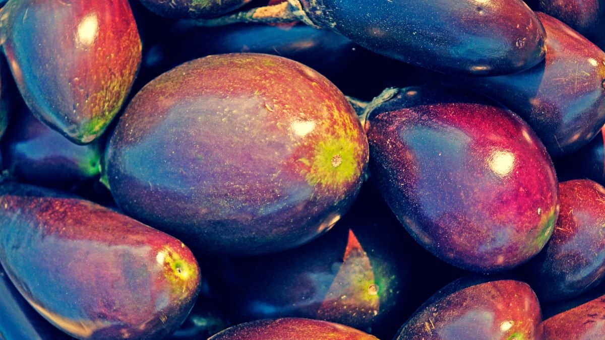 Close up of neon eggplant.