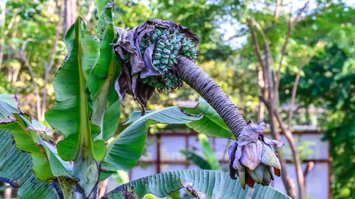 Ensete growing on a plant.