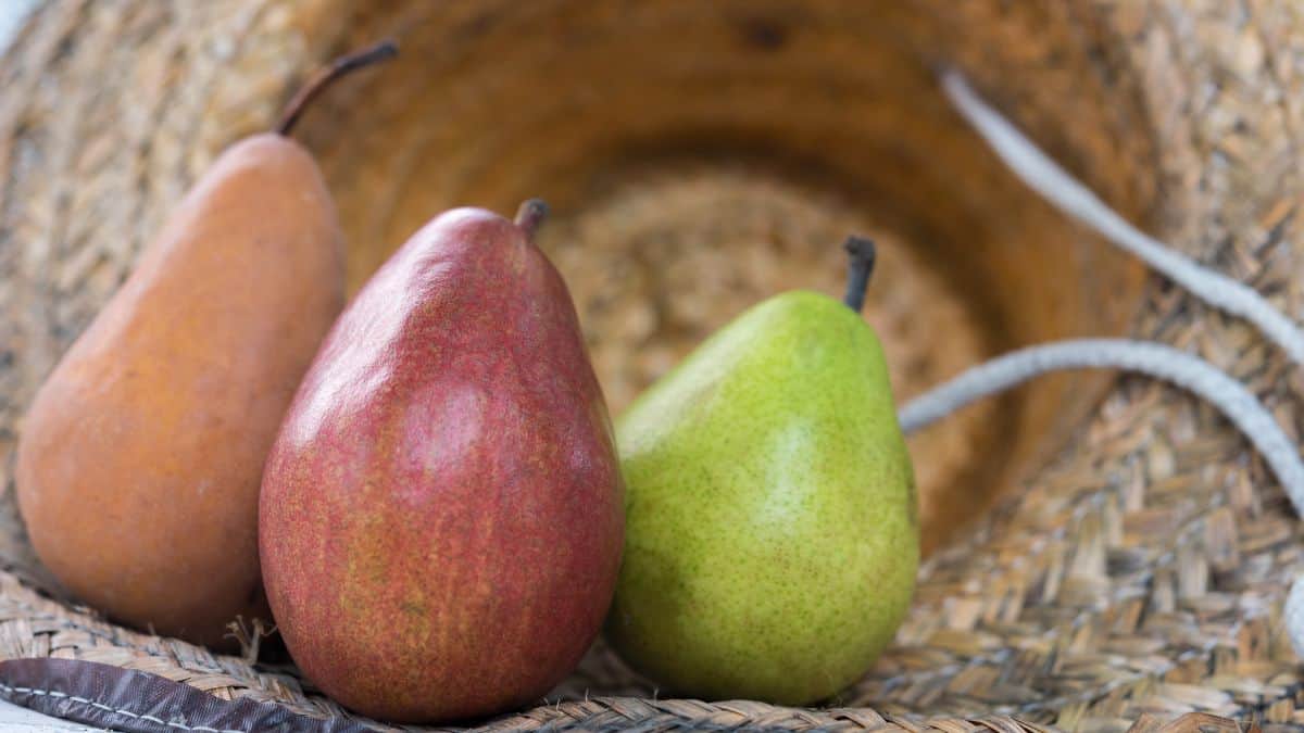 Close up of European pear.