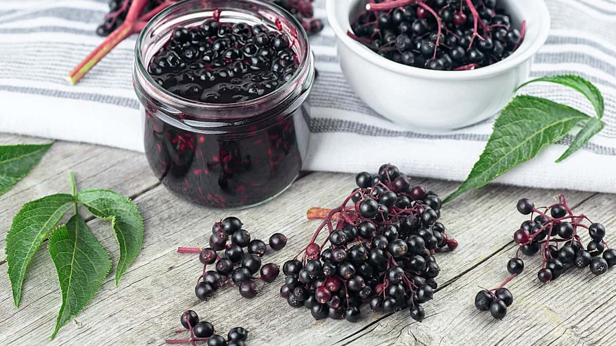 Elderberry in a bowl and on a table.