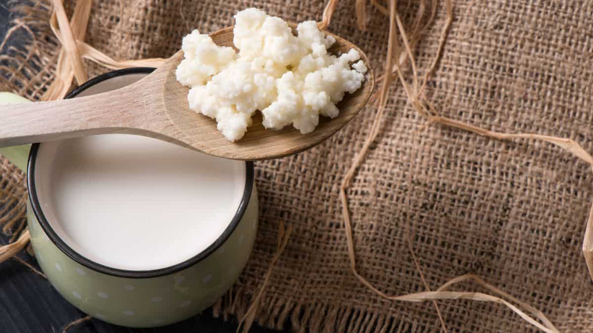 Kefir grains on a wooden spoon with kefir milk under it.