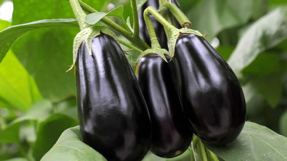 Globe eggplant on tree.