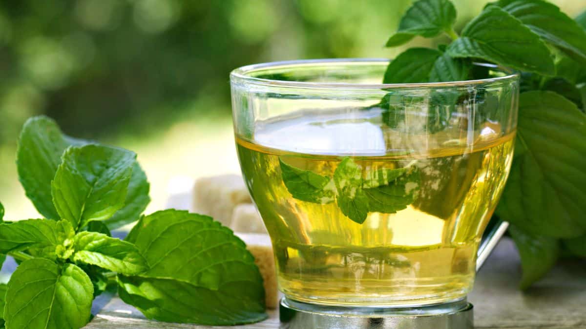 Mexican mint tea in a cup.