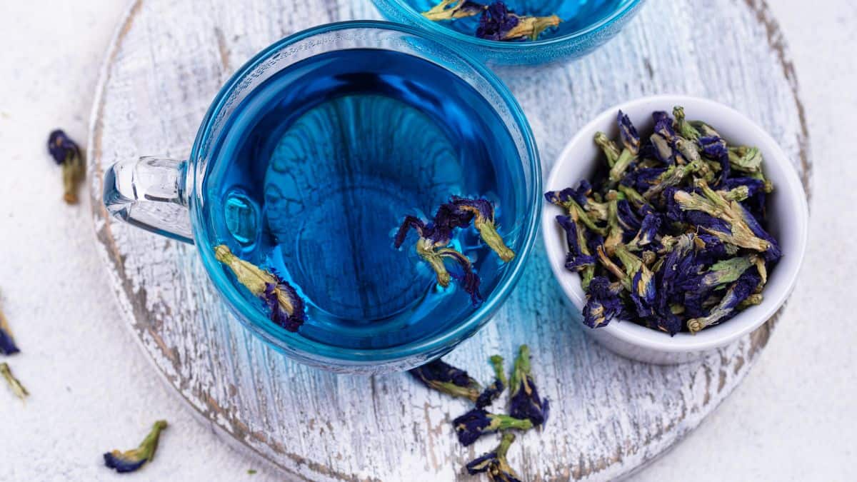 Butterflu pea flower tea in a cup with dried butterfly pea flower in the background.