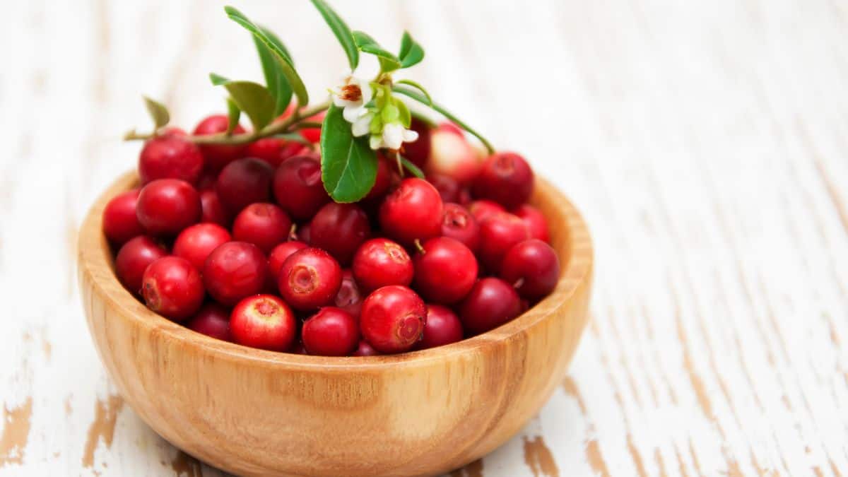 Fresh cranberries in a wooden bowl.