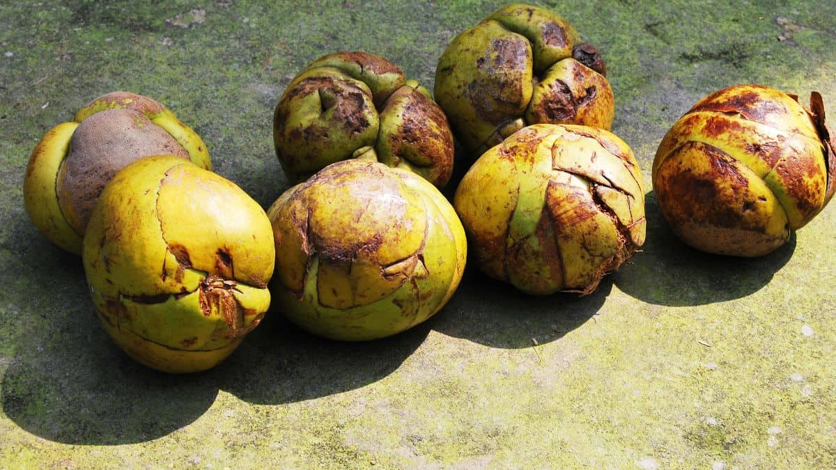 Elephant apples on a green board.