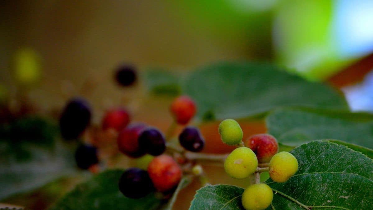 Close up of emu berry on the plant.