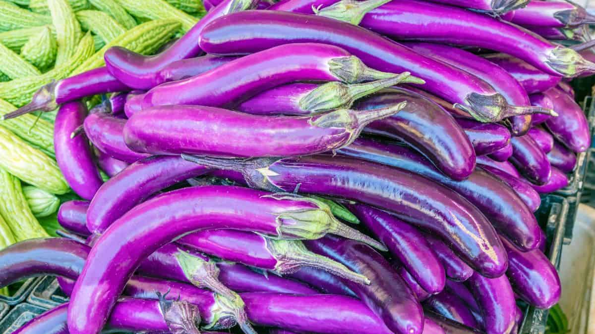 Close up of Chinese eggplants.