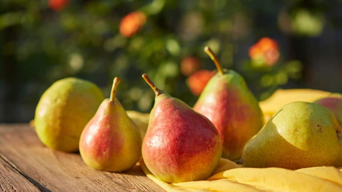 Pears on a wooden table.