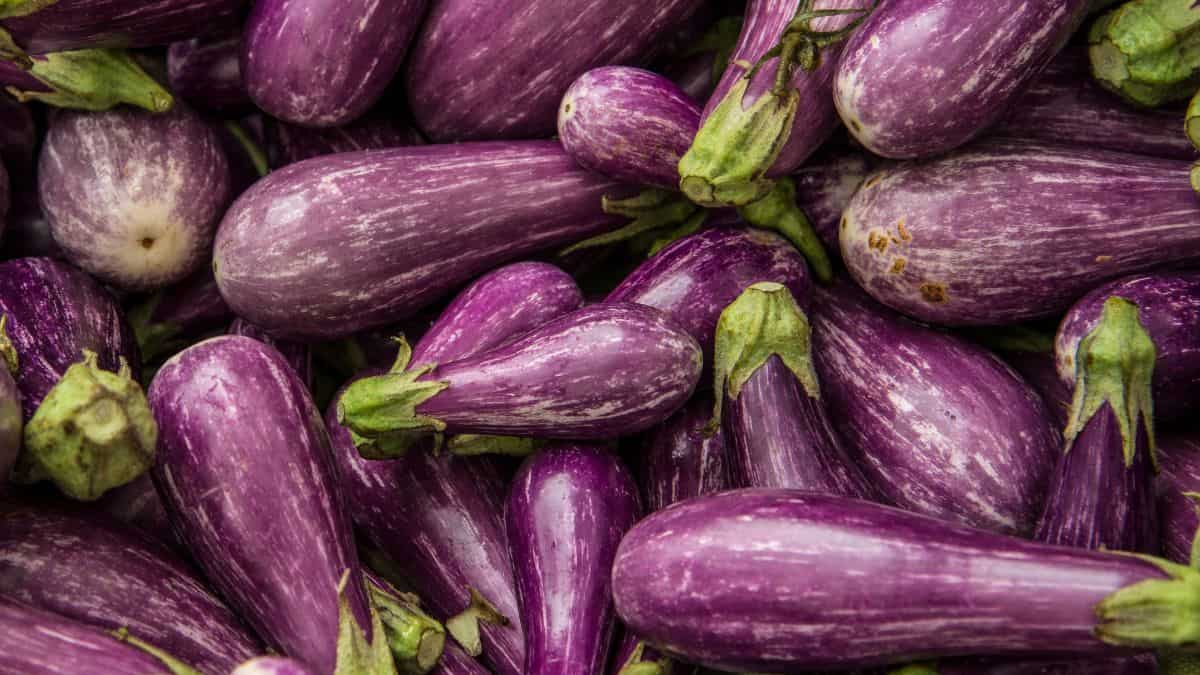 Close up of fairy tale eggplants.