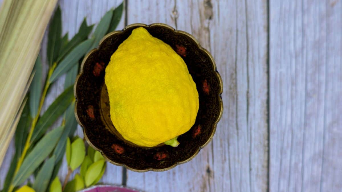 A large etrog on a black plate.