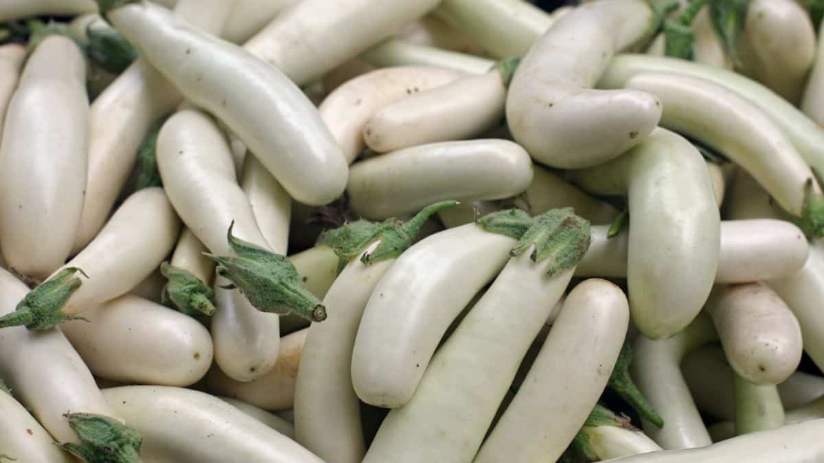 Close up of white eggplant.