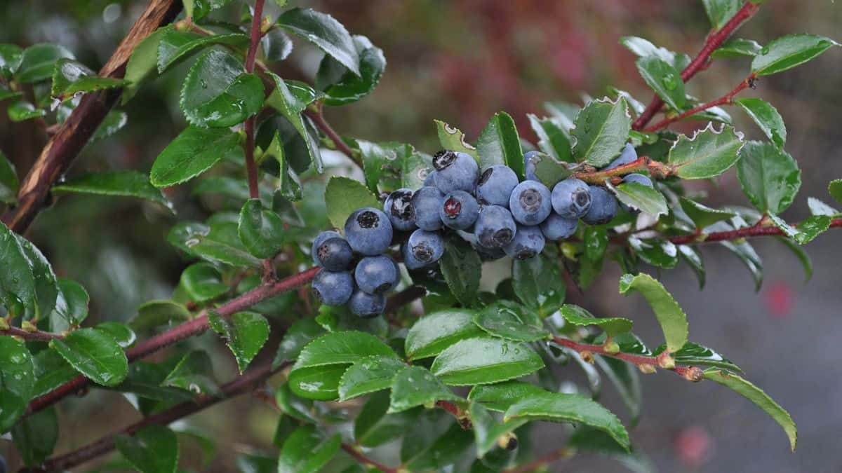 Evergreen huckleberry growing on the plant.