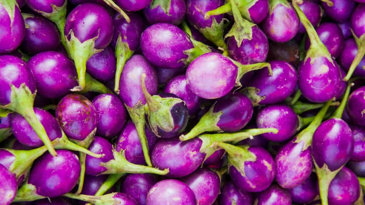 Close up of Indian eggplant.