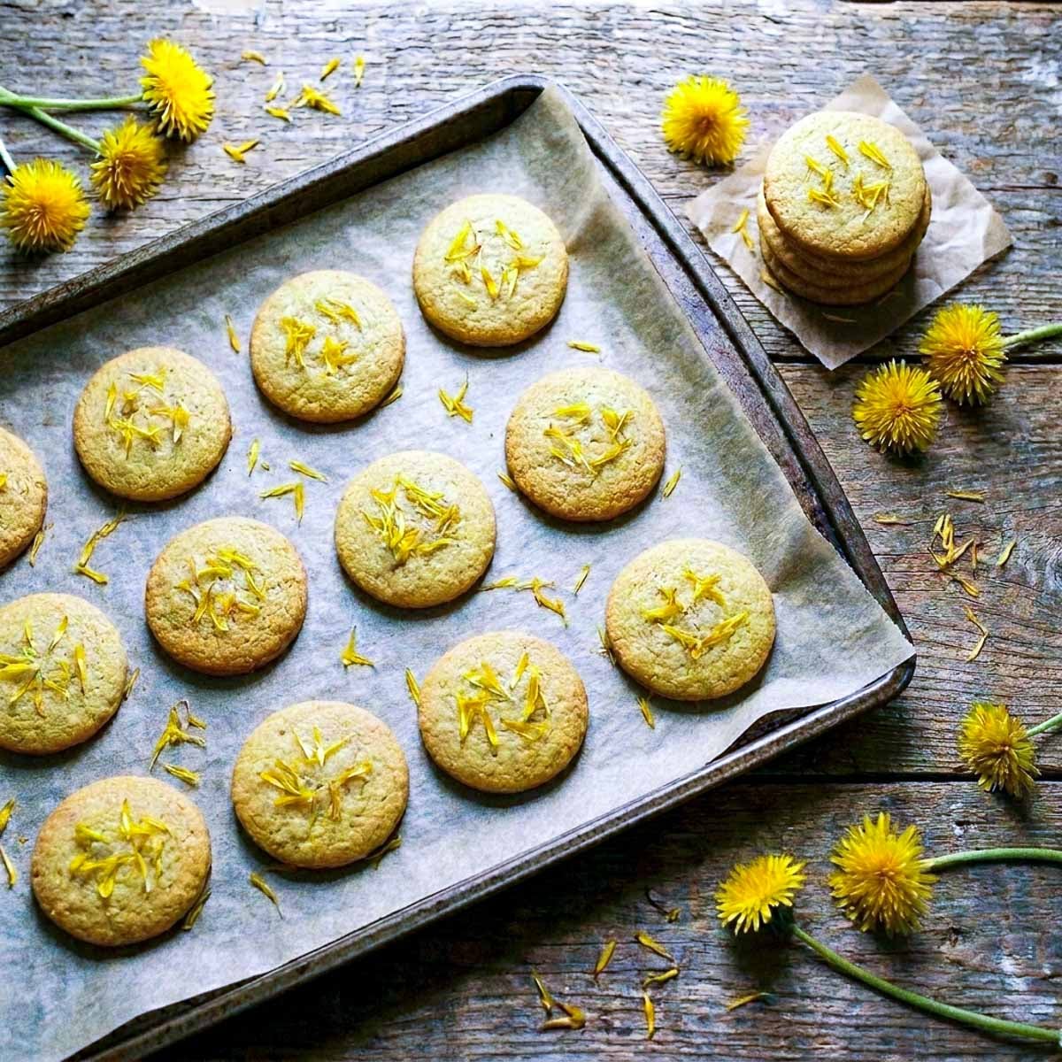 Overhead view of a parchment-lined baking sheet with golden round dandelion butter cookies, each topped with dandelion petals arranged in a starburst pattern, a small stack of cookies beside the tray, fresh dandelion flowers and scattered petals on a worn wooden surface