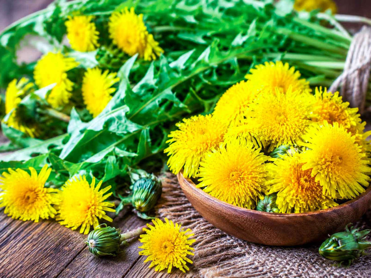 Fresh dandelion flowers and dandelion greens arranged in a wooden bowl on a rustic wooden table with scattered yellow blooms and natural spring styling.